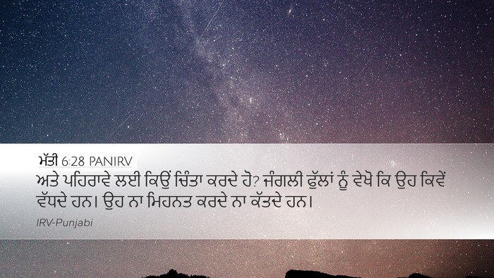 ਮੱਤੀ 6:28 PANIRV Bible Verse Image