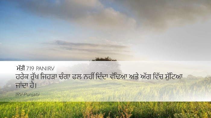 ਮੱਤੀ 7:19 PANIRV Bible Verse Image