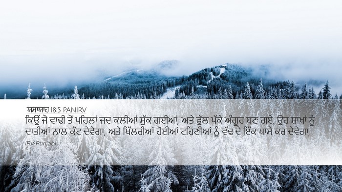 ਯਸਾਯਾਹ 18:5 PANIRV Bible Verse Image