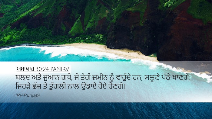 ਯਸਾਯਾਹ 30:24 PANIRV Bible Verse Image