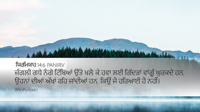 ਯਿਰਮਿਯਾਹ 14:6 PANIRV Bible Verse Image