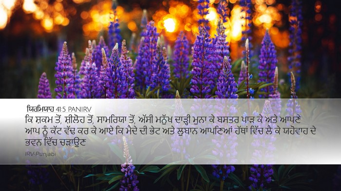 ਯਿਰਮਿਯਾਹ 41:5 PANIRV Bible Verse Image