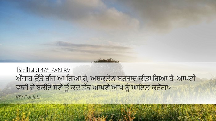 ਯਿਰਮਿਯਾਹ 47:5 PANIRV Bible Verse Image