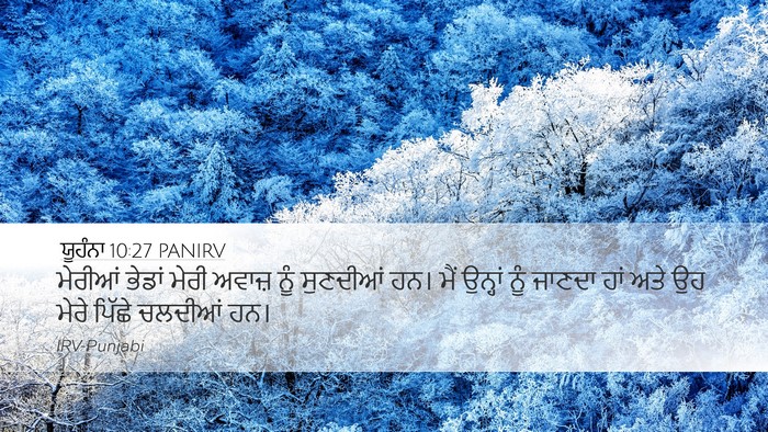 ਯੂਹੰਨਾ 10:27 PANIRV Bible Verse Image