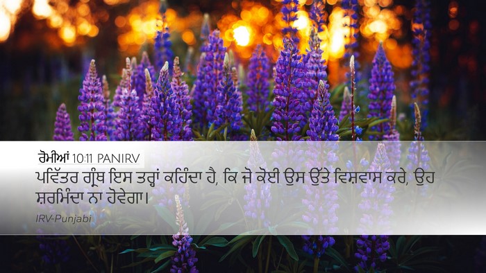 ਰੋਮੀਆਂ 10:11 PANIRV Bible Verse Image