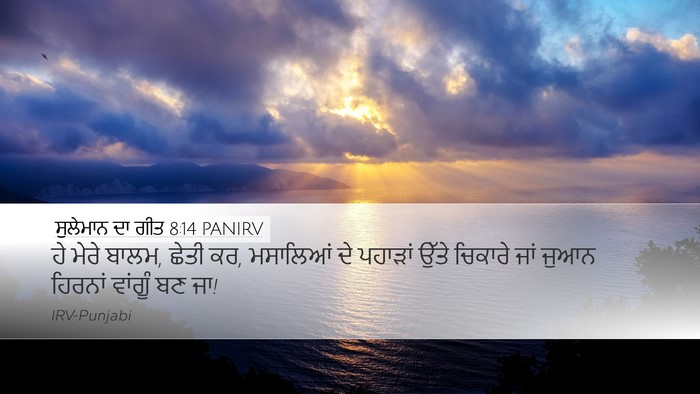 ਸੁਲੇਮਾਨ ਦਾ ਗੀਤ 8:14 PANIRV Bible Verse Image