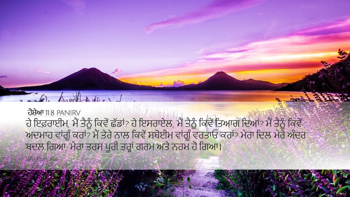 ਹੋਸ਼ੇਆ 11:8 PANIRV Bible Verse Image
