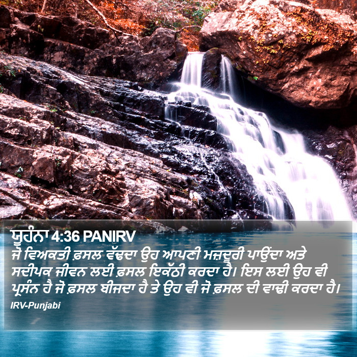ਯੂਹੰਨਾ 4:36 PANIRV - ਜੋ ਵਿਅਕਤੀ ਫ਼ਸਲ