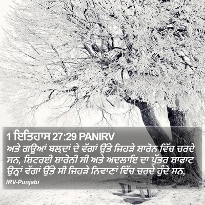 1 ਇਤਿਹਾਸ 27:29 PANIRV Bible Verse Image