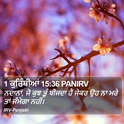 1 ਕੁਰਿੰਥੀਆਂ 15:36 PANIRV Bible Verse Image