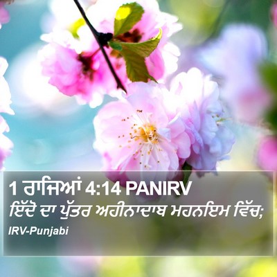 1 ਰਾਜਿਆਂ 4:14 PANIRV Bible Verse Image