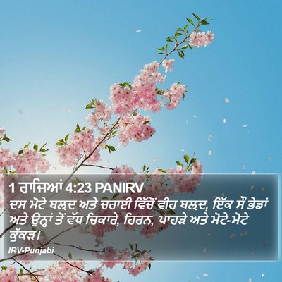 1 ਰਾਜਿਆਂ 4:23 PANIRV Bible Verse Image