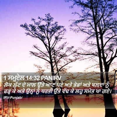 1 ਸਮੂਏਲ 14:32 PANIRV Bible Verse Image