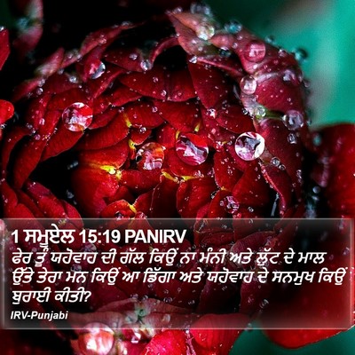 1 ਸਮੂਏਲ 15:19 PANIRV Bible Verse Image