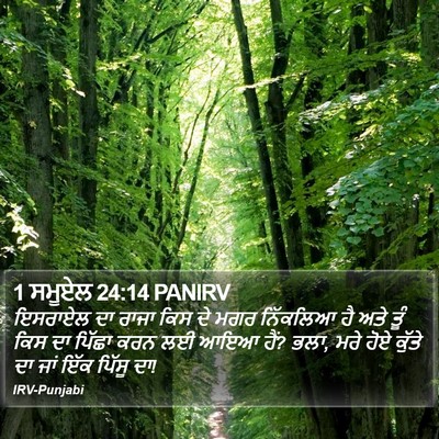 1 ਸਮੂਏਲ 24:14 PANIRV Bible Verse Image