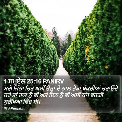 1 ਸਮੂਏਲ 25:16 PANIRV Bible Verse Image