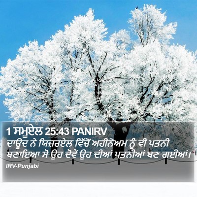 1 ਸਮੂਏਲ 25:43 PANIRV Bible Verse Image