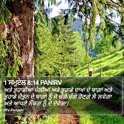 1 ਸਮੂਏਲ 8:14 PANIRV Bible Verse Image