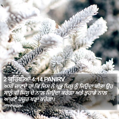 2 ਕੁਰਿੰਥੀਆਂ 4:14 PANIRV Bible Verse Image