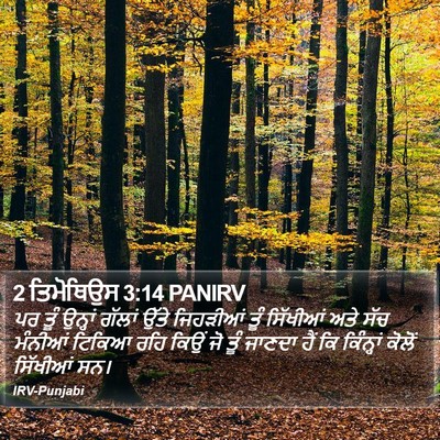 2 ਤਿਮੋਥਿਉਸ 3:14 PANIRV Bible Verse Image