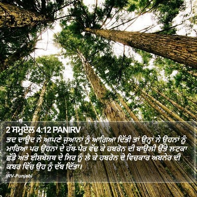 2 ਸਮੂਏਲ 4:12 PANIRV Bible Verse Image