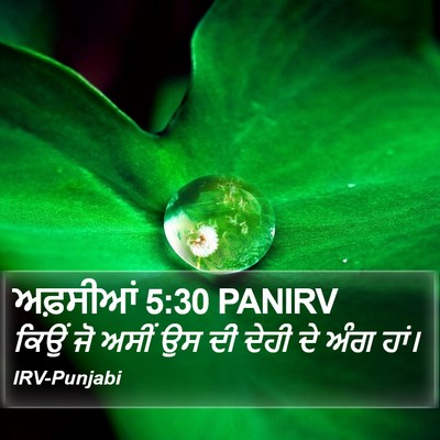 ਅਫ਼ਸੀਆਂ 5:30 PANIRV Bible Verse Image