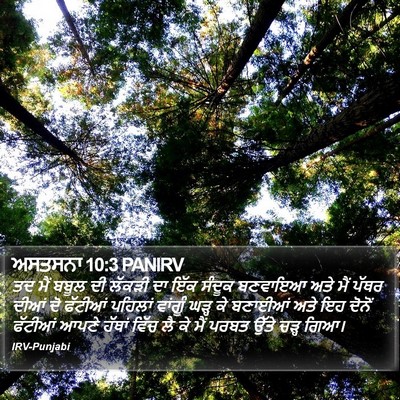 ਅਸਤਸਨਾ 10:3 PANIRV Bible Verse Image