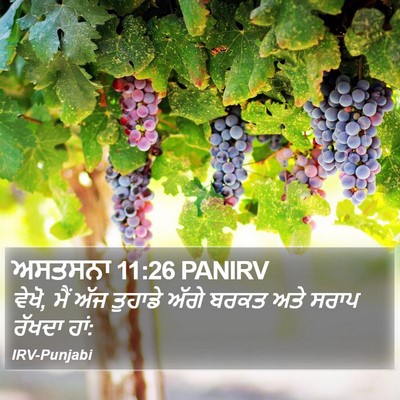 ਅਸਤਸਨਾ 11:26 PANIRV Bible Verse Image
