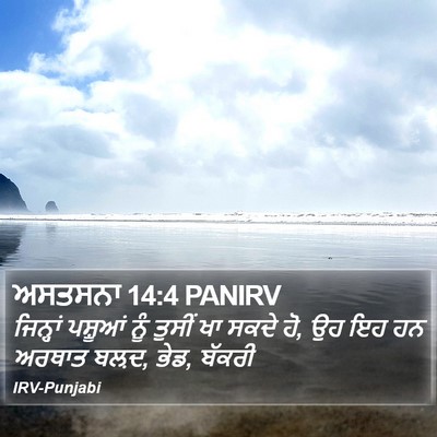 ਅਸਤਸਨਾ 14:4 PANIRV Bible Verse Image