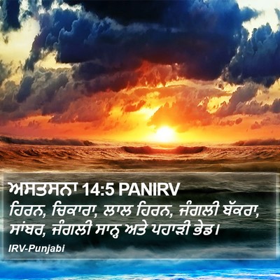 ਅਸਤਸਨਾ 14:5 PANIRV Bible Verse Image
