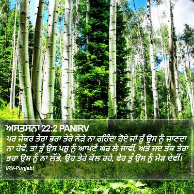 ਅਸਤਸਨਾ 22:2 PANIRV Bible Verse Image