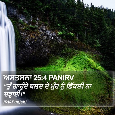 ਅਸਤਸਨਾ 25:4 PANIRV Bible Verse Image