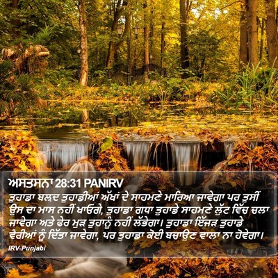 ਅਸਤਸਨਾ 28:31 PANIRV Bible Verse Image
