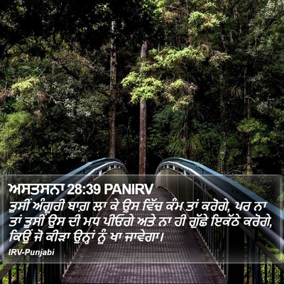 ਅਸਤਸਨਾ 28:39 PANIRV Bible Verse Image