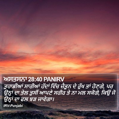 ਅਸਤਸਨਾ 28:40 PANIRV Bible Verse Image