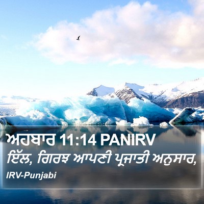 ਅਹਬਾਰ 11:14 PANIRV Bible Verse Image