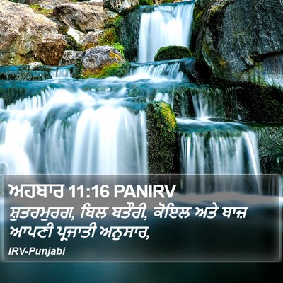 ਅਹਬਾਰ 11:16 PANIRV Bible Verse Image