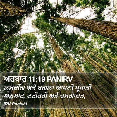 ਅਹਬਾਰ 11:19 PANIRV Bible Verse Image