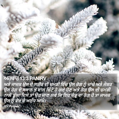 ਅਹਬਾਰ 13:3 PANIRV Bible Verse Image