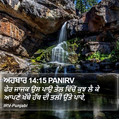 ਅਹਬਾਰ 14:15 PANIRV Bible Verse Image