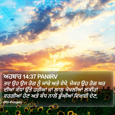 ਅਹਬਾਰ 14:37 PANIRV Bible Verse Image