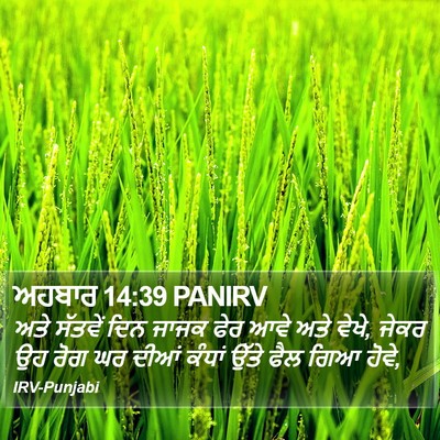 ਅਹਬਾਰ 14:39 PANIRV Bible Verse Image