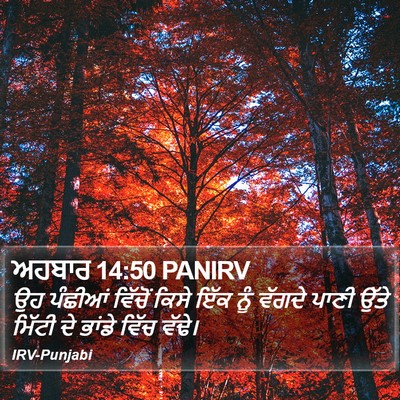 ਅਹਬਾਰ 14:50 PANIRV Bible Verse Image