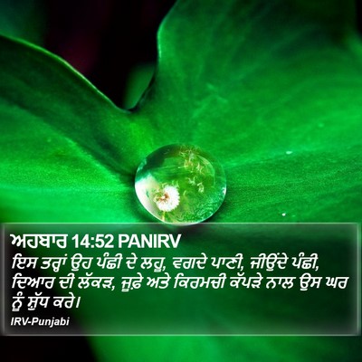 ਅਹਬਾਰ 14:52 PANIRV Bible Verse Image