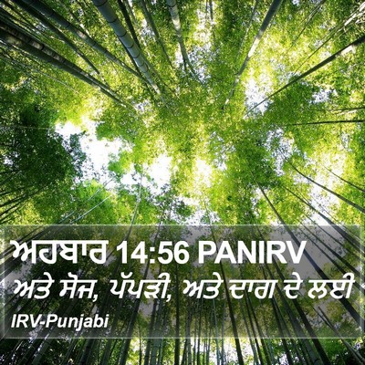 ਅਹਬਾਰ 14:56 PANIRV Bible Verse Image
