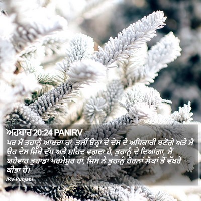 ਅਹਬਾਰ 20:24 PANIRV Bible Verse Image
