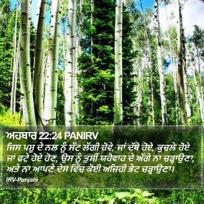 ਅਹਬਾਰ 22:24 PANIRV Bible Verse Image