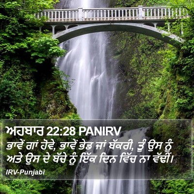 ਅਹਬਾਰ 22:28 PANIRV Bible Verse Image