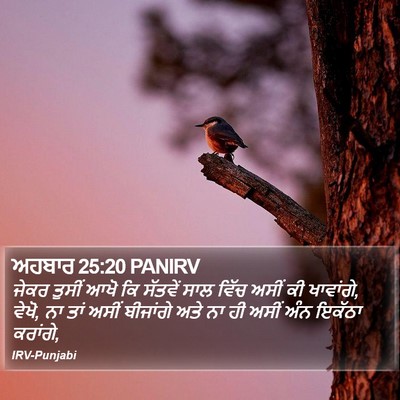 ਅਹਬਾਰ 25:20 PANIRV Bible Verse Image