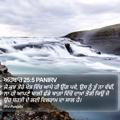ਅਹਬਾਰ 25:5 PANIRV Bible Verse Image